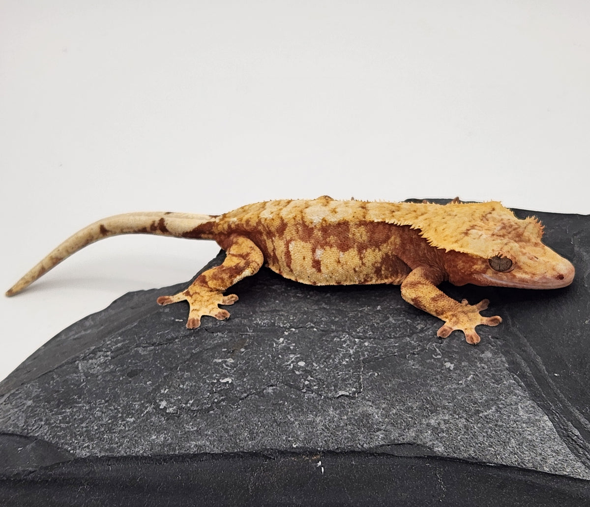 Crested Gecko - Prism x Godiva - 10-15-22 - Red Harlequin - Female