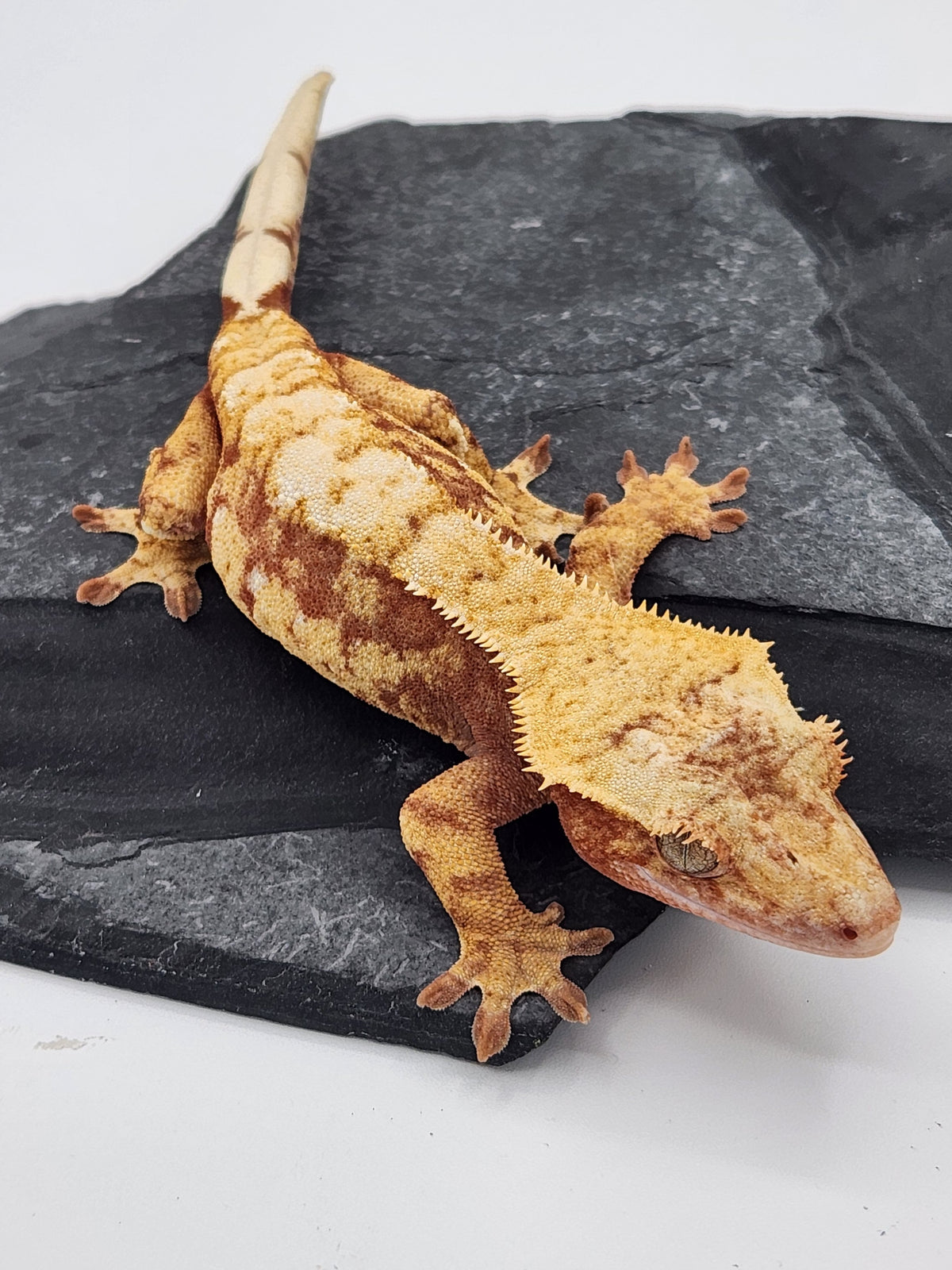 Crested Gecko - Prism x Godiva - 10-15-22 - Red Harlequin - Female