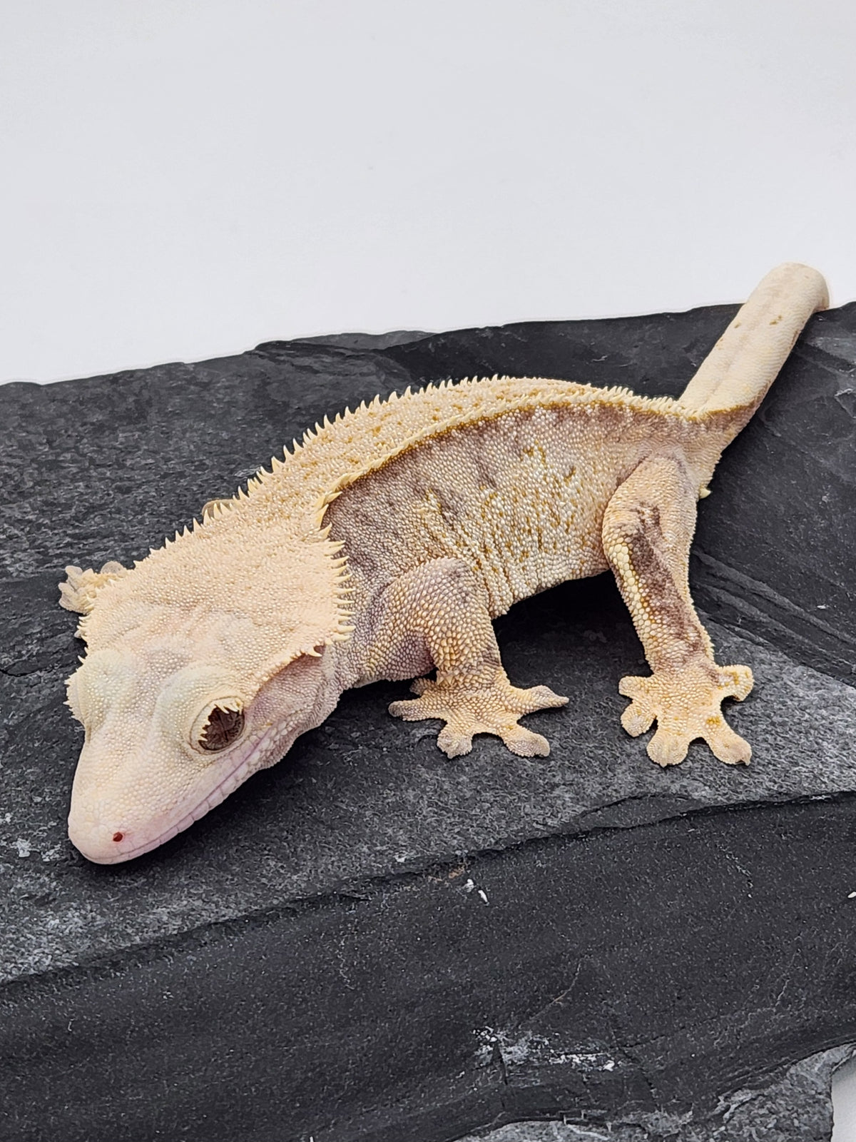 Crested Gecko - Magnana X Onyx - 9-14-22 - Female