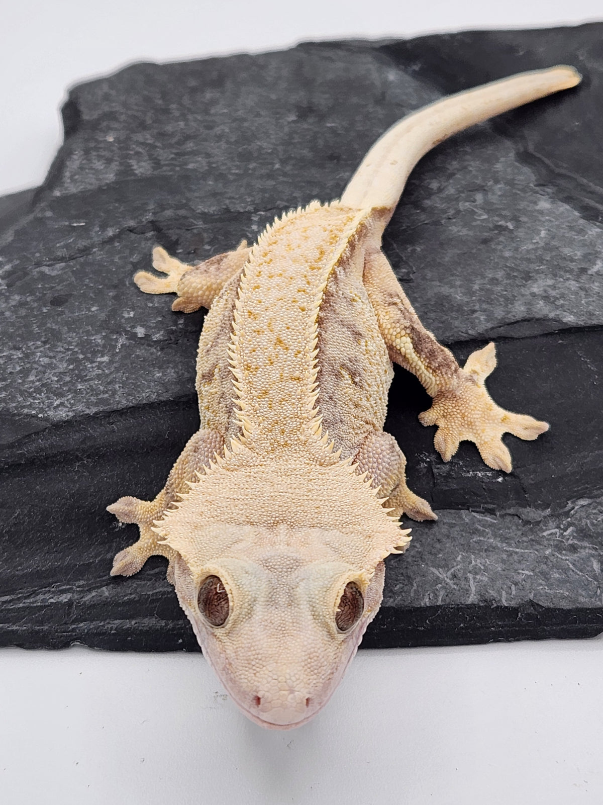 Crested Gecko - Magnana X Onyx - 9-14-22 - Female