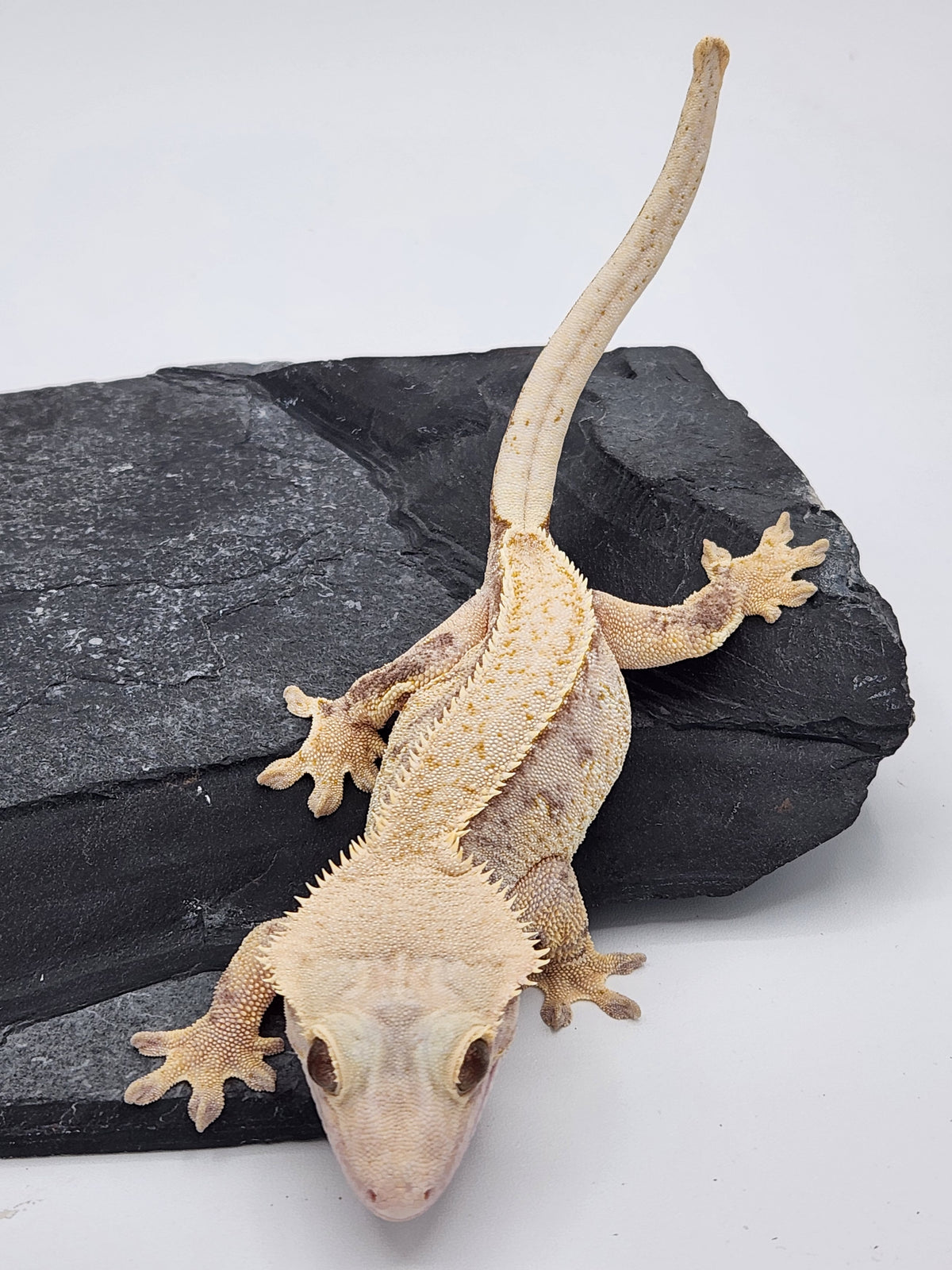 Crested Gecko - Magnana X Onyx - 9-14-22 - Female