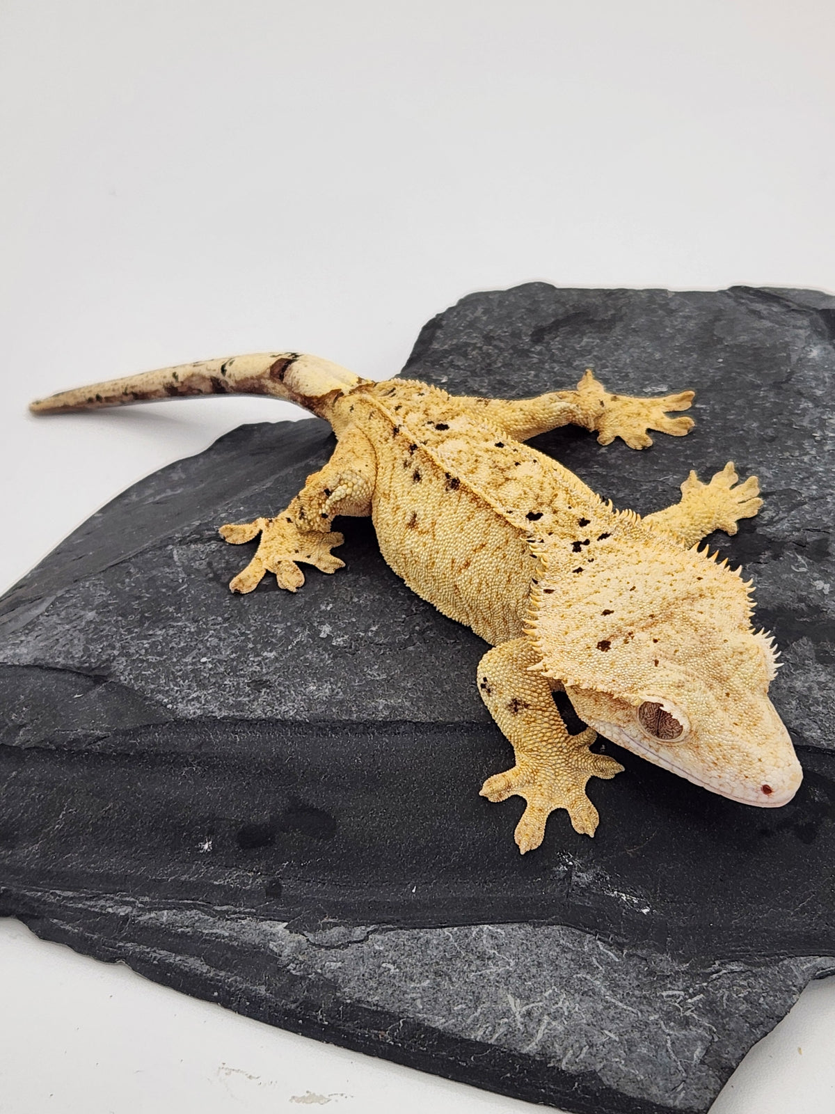 Crested Gecko - Trent 4 - 9-4-22 - Female