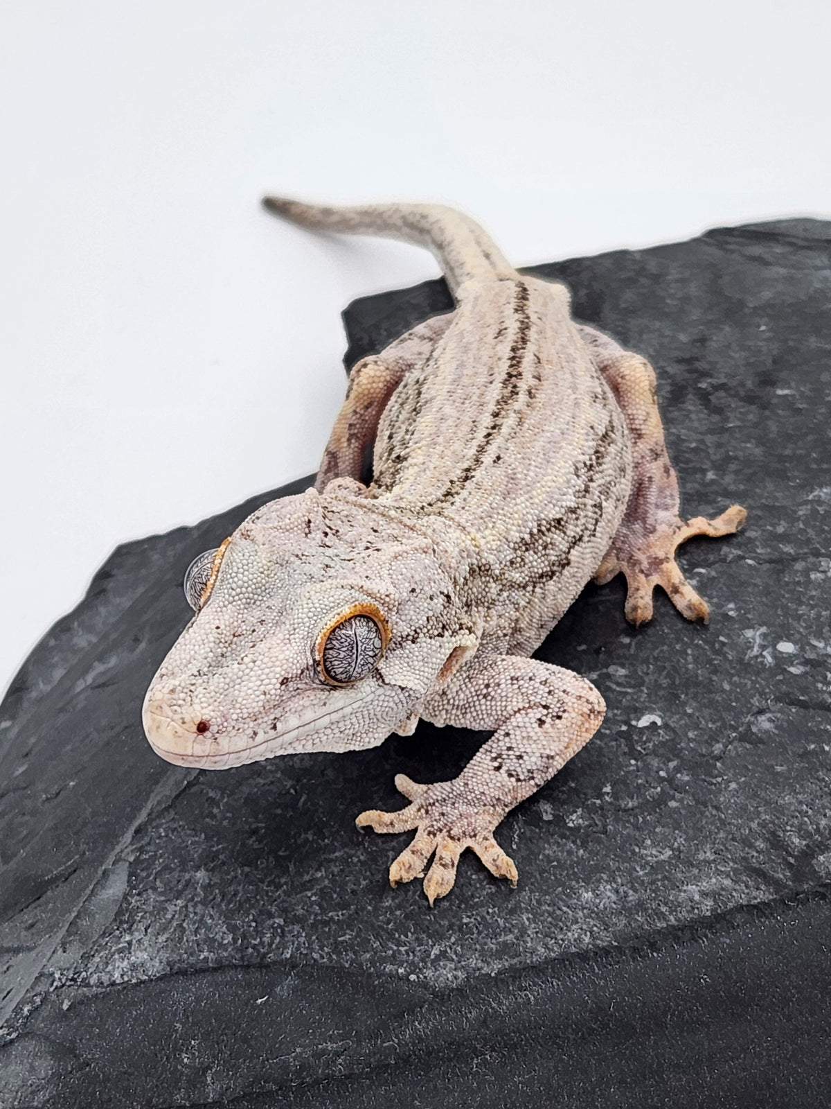 Gargoyle Gecko - Hawley - Female