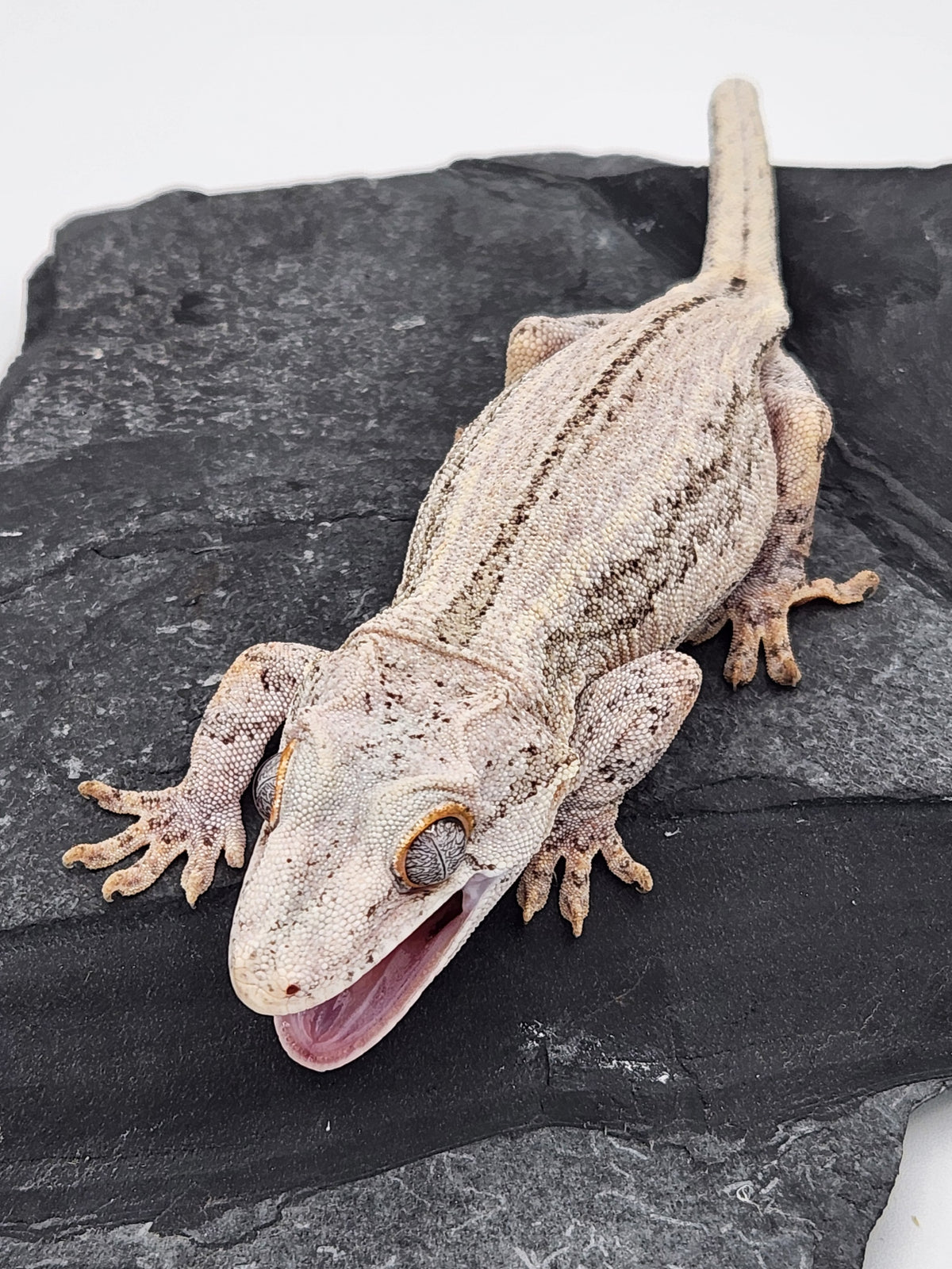 Gargoyle Gecko - Hawley - Female