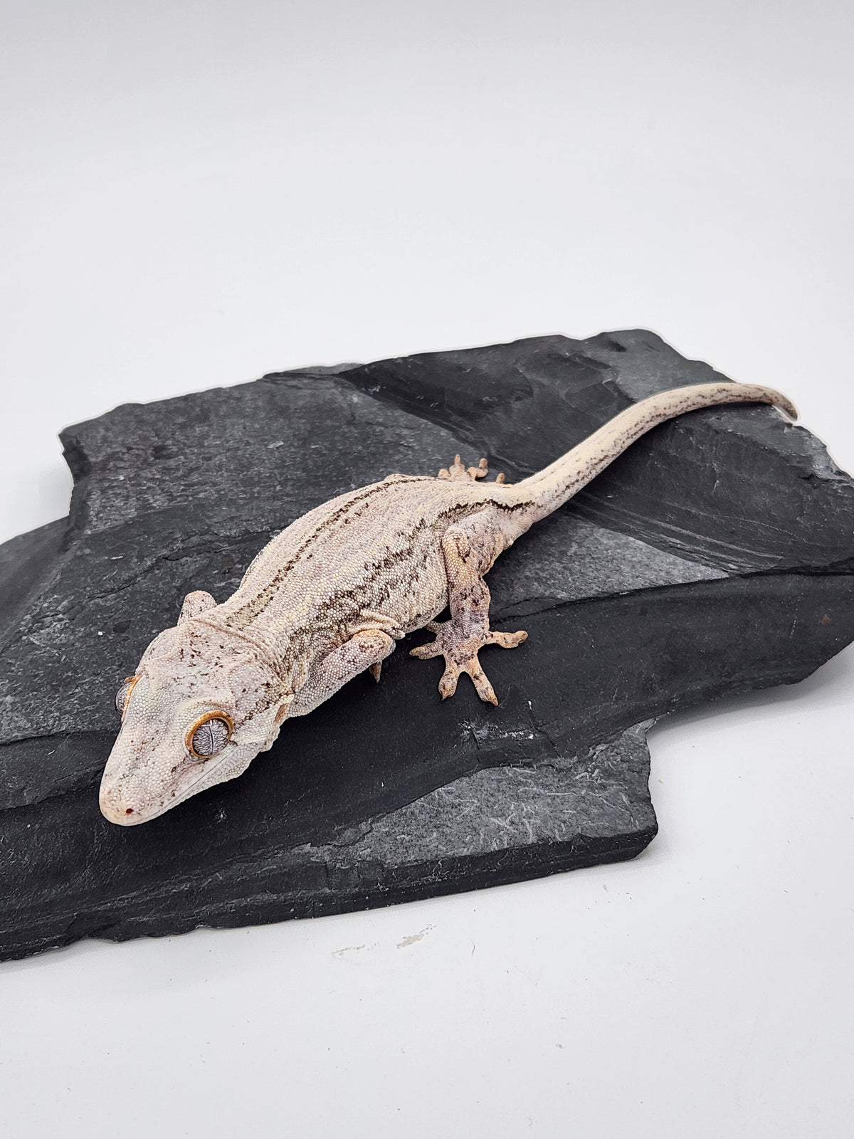 Gargoyle Gecko - Hawley - Female
