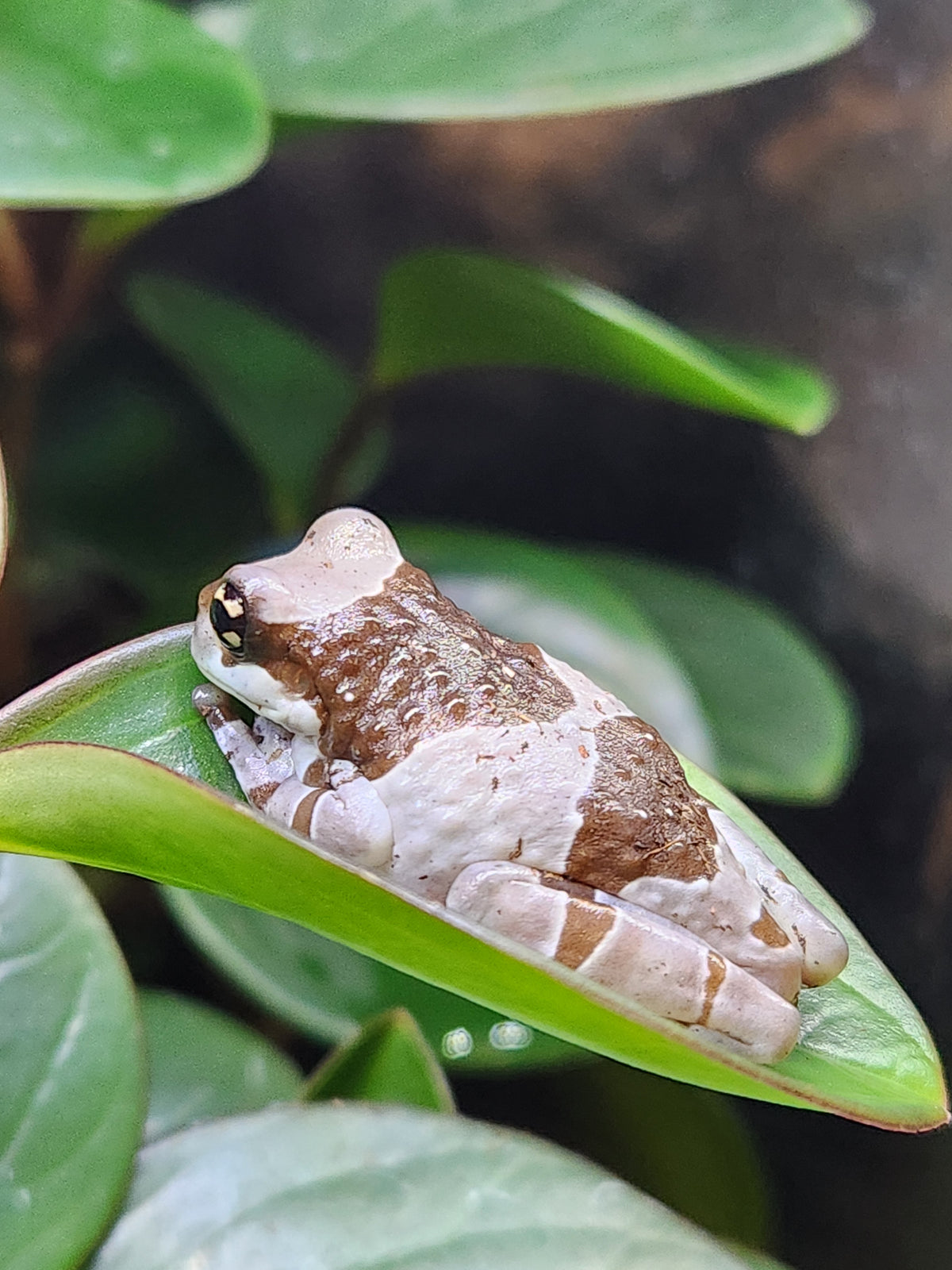 Amazon Milk Frog - Unsexed