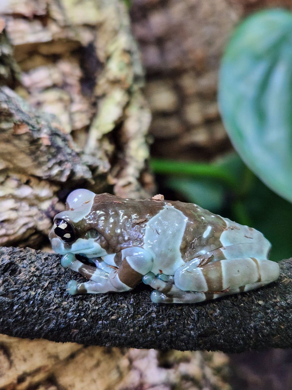 Amazon Milk Frog - Unsexed