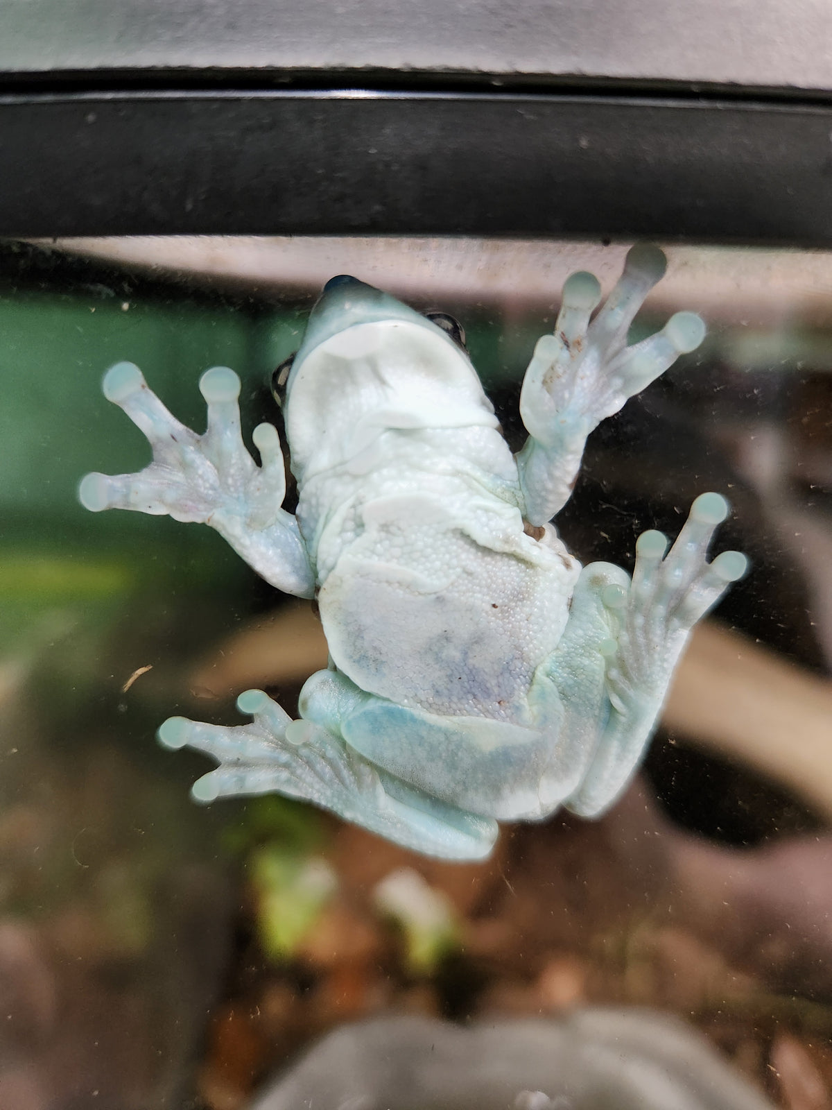 Amphibian - Amazon Milk Frog