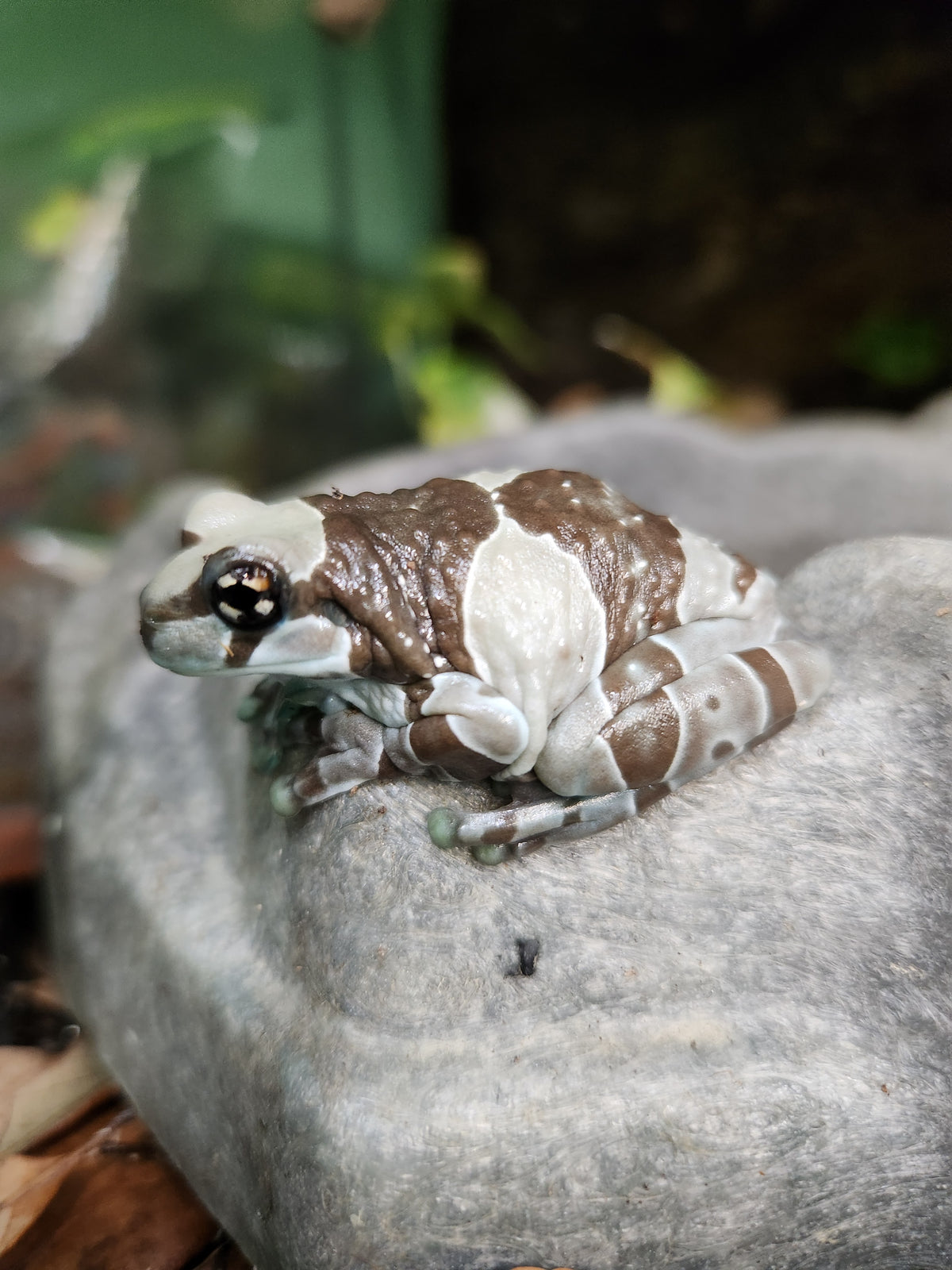 Amphibian - Amazon Milk Frog