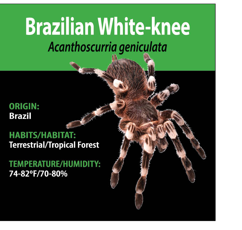 Tarantula - Acanthoscurria geniculata - Brazilian White-Knee - GNG