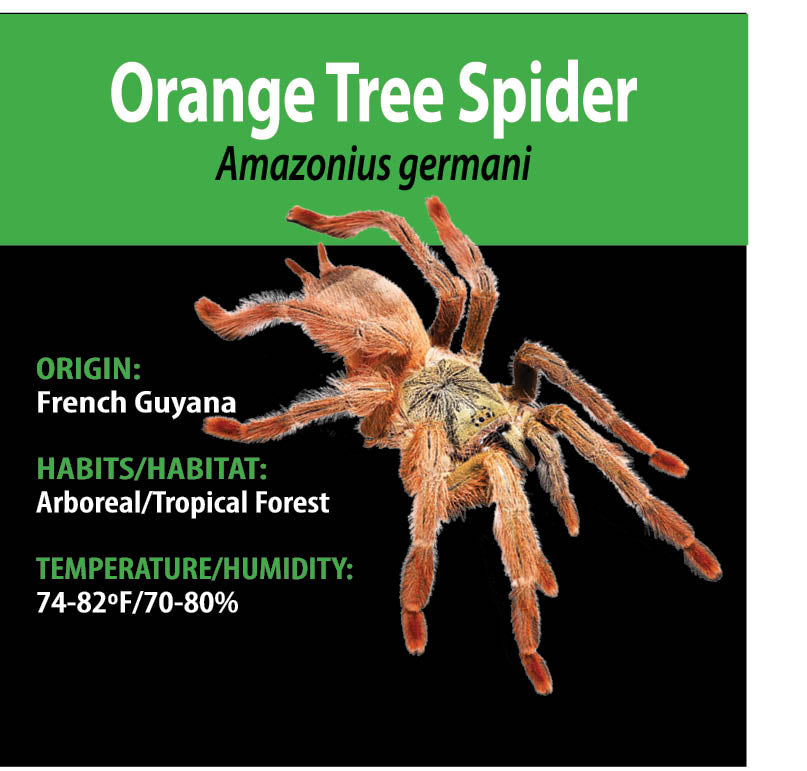 Tarantula - Amazonius germani - Orange Tree Spider - GNG