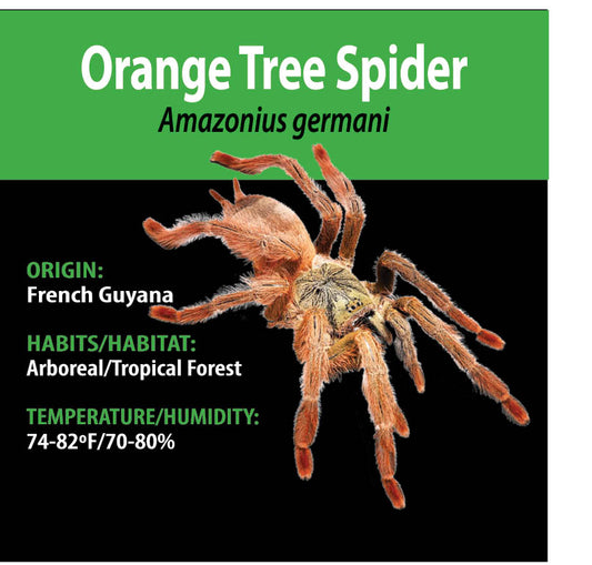 Tarantula - Amazonius germani - Orange Tree Spider - GNG