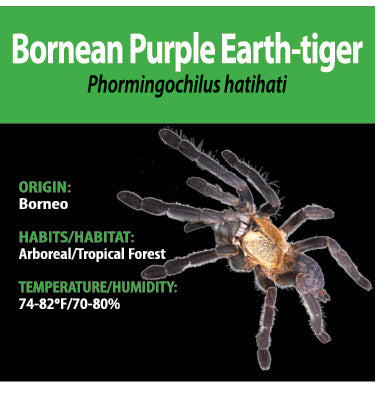 Tarantula - Phormingochilus hatihati - Bornean Purple Earth-tiger - GNG
