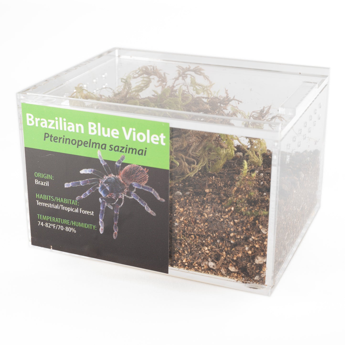 Tarantula - Lasiocyano sazimai - Brazilian Blue Violet