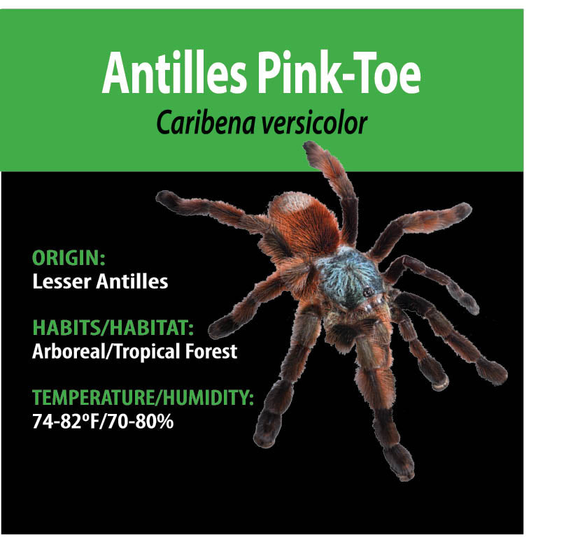 Tarantula - Caribena versicolor - Antilles Pink Toe - GNG