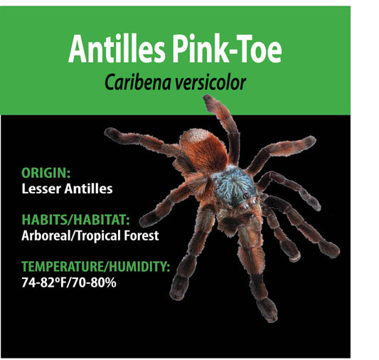 Tarantula - Caribena versicolor - Antilles Pink Toe - GNG