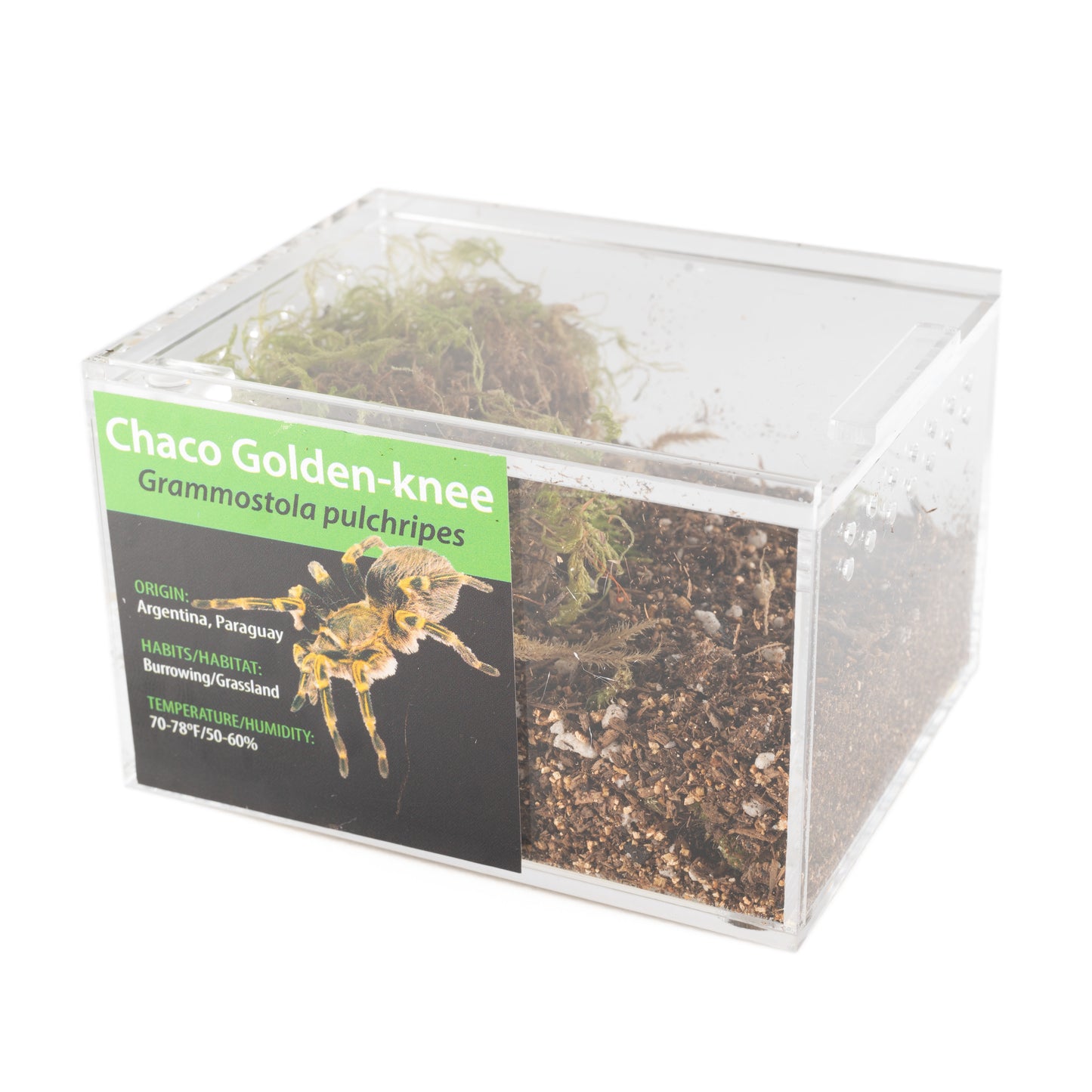 Tarantula - Grammostola pulchripes - Chaco Golden-knee - GNG