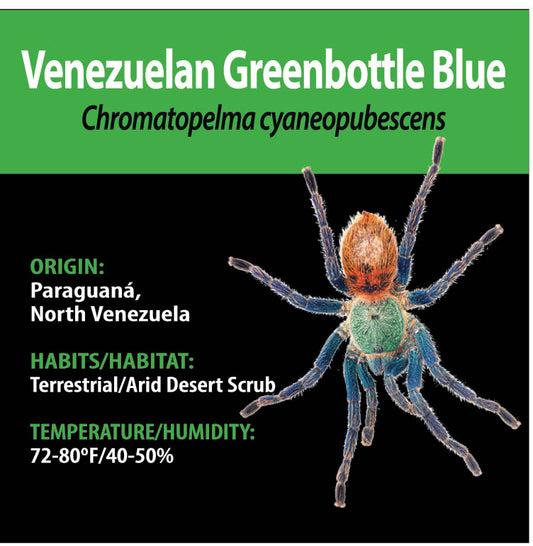 Chromatopelma cyaneopubescens - Venezuelan Greenbottle Blue