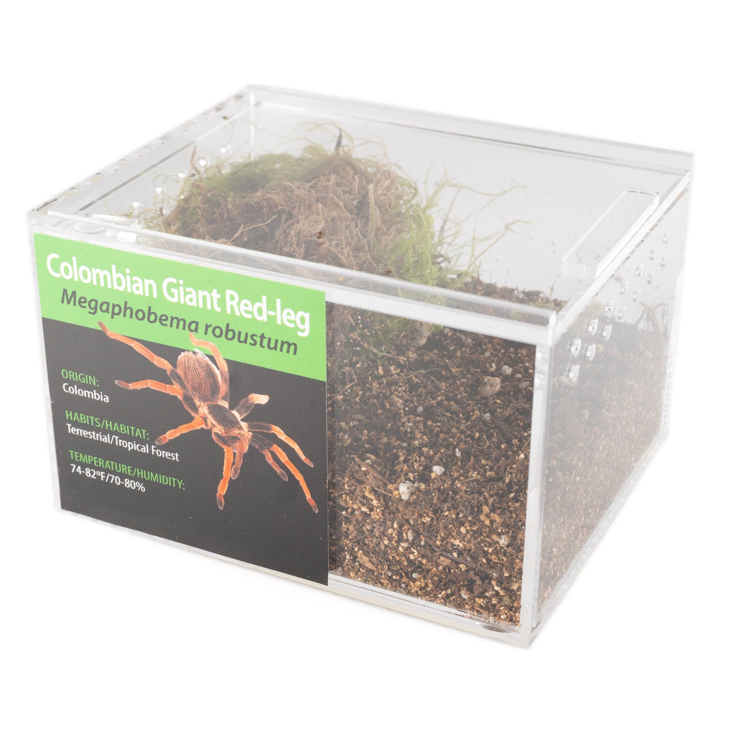 Tarantula - Megaphobema robustum - Columbian Giant Red Leg - GNG