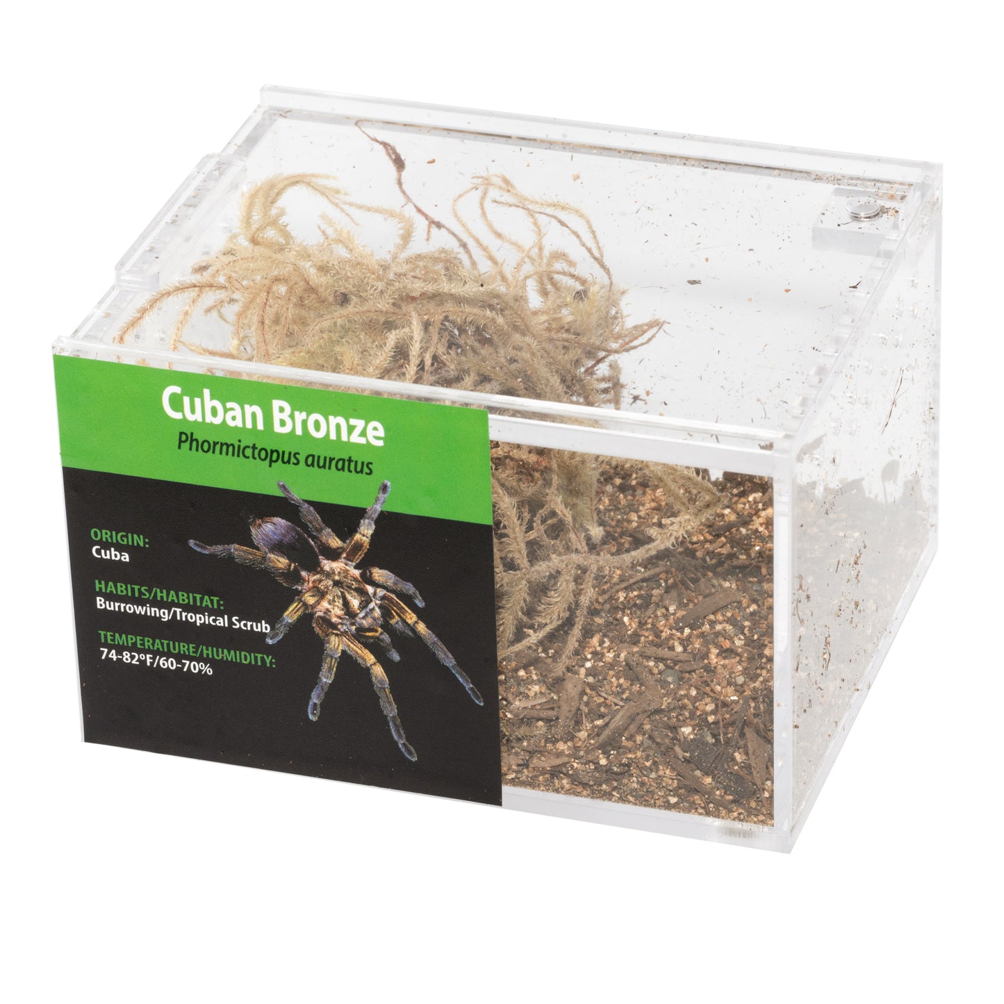 Tarantula - Phormictopus auratus - Cuban Bronze - GNG