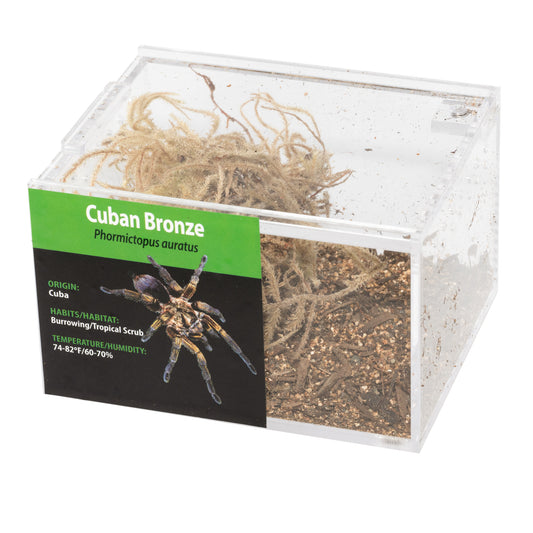 Tarantula - Phormictopus auratus - Cuban Bronze - GNG