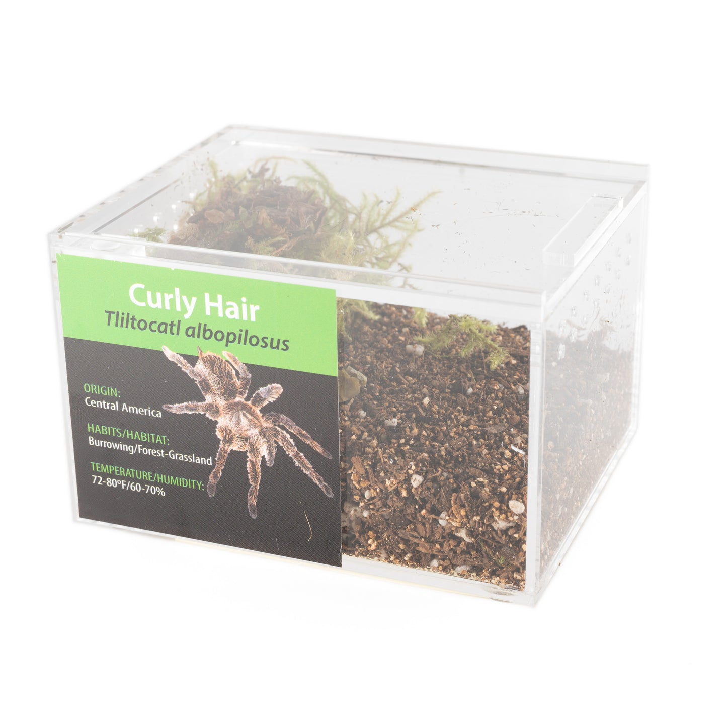 Tarantula - Tliltocatl albopilosus - Curly Hair - GNG