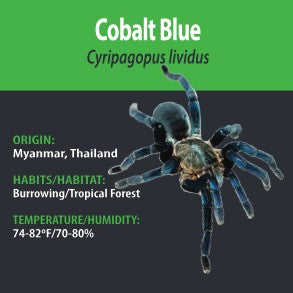 Tarantula - Cyriopagopus lividus - Cobalt Blue - GNG