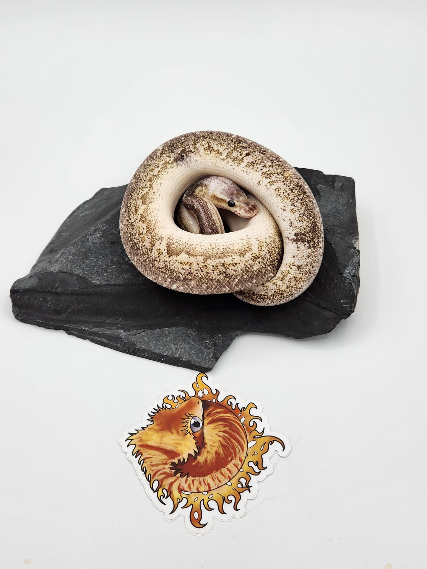 Snake - Ball Pythons - Gargoyle Pastel Vanilla - Male