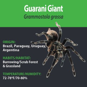 Tarantula - G. grossa Guarani Giant Tarantula - GNG - Unsexed