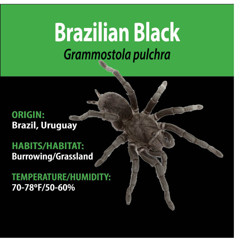 Tarantula - Grammostola pulchra - Brazilian Black
