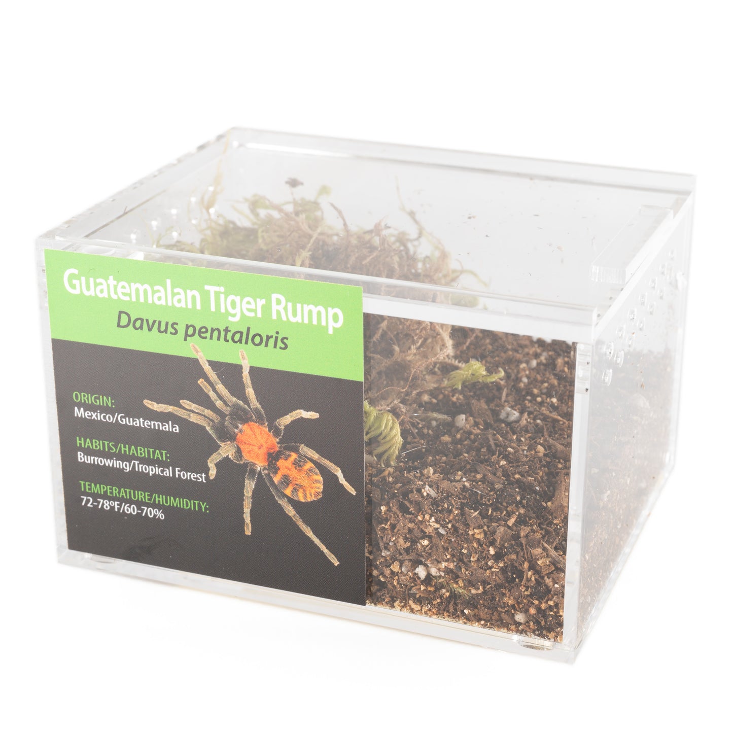 Tarantula - Davus pentaloris - Guatemalan Tiger Rump - GNG