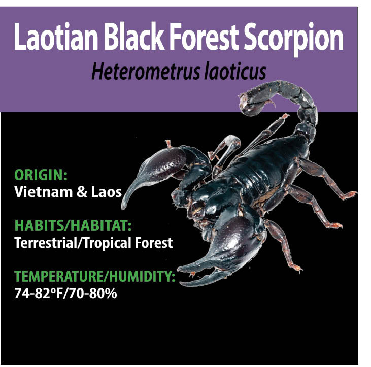 Invertebrate - Laotian Black Forest Scorpion - Heterometrus laoticus - GNG