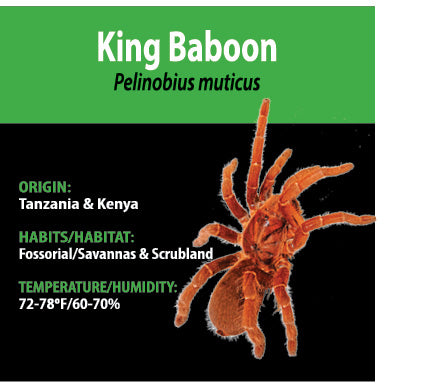 Invertebrate - P. muticus King Baboon Tarantula - GNG - Unsexed
