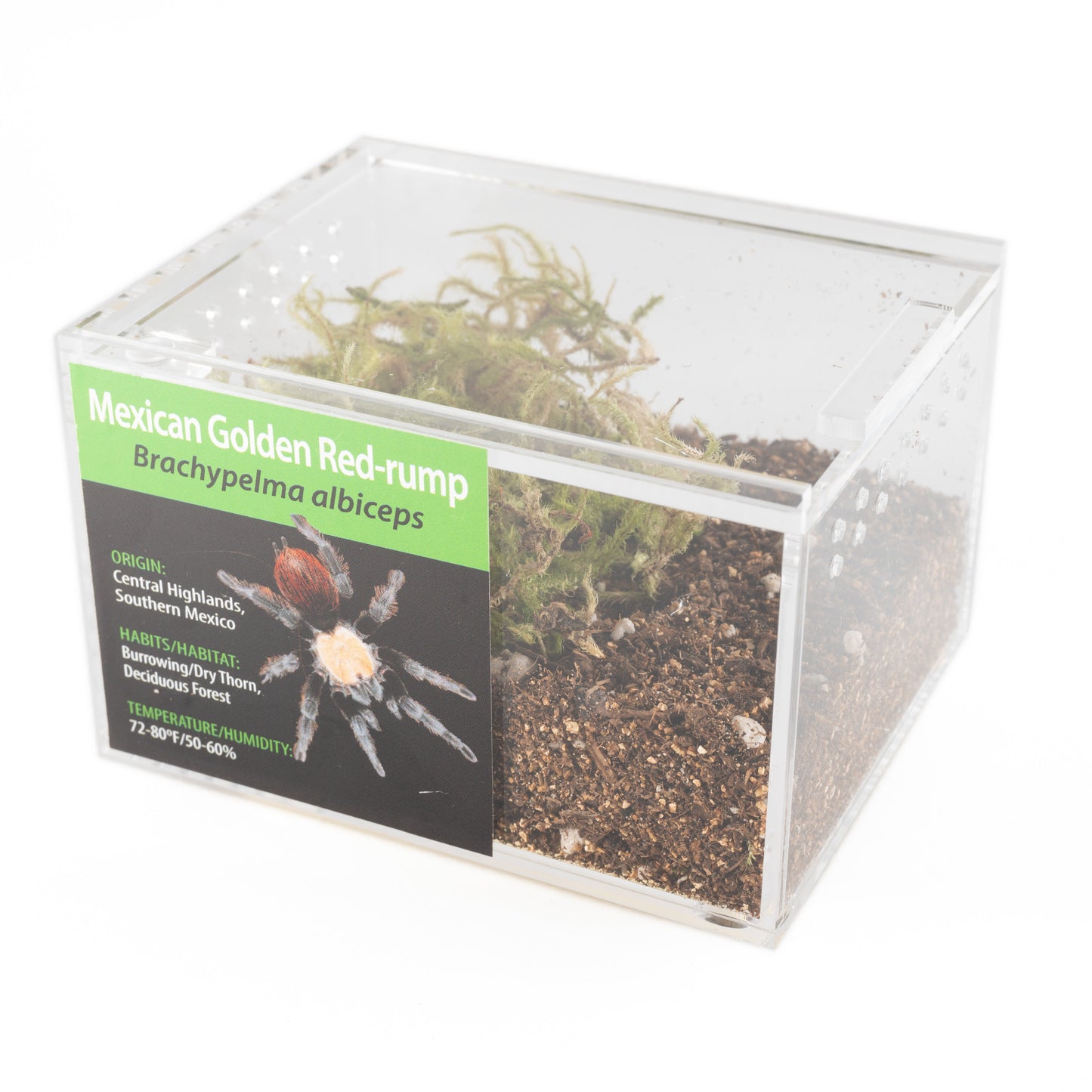 Tarantula - Brachypelma albiceps - Mexican Golden Red-rump - GNG