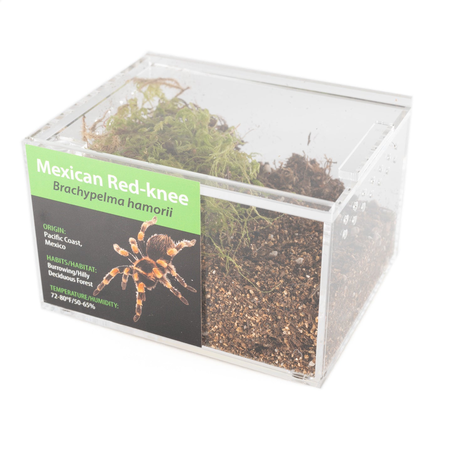 Tarantula - Brachypelma hamorii - Mexican Red-knee - GNG