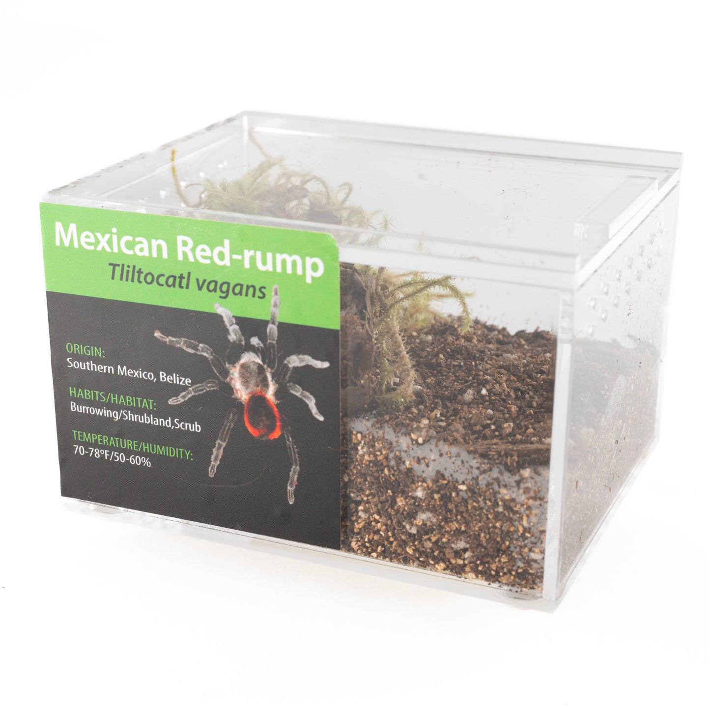 Tarantula - Tliltocatl vagans - Mexican Red-rump - GNG