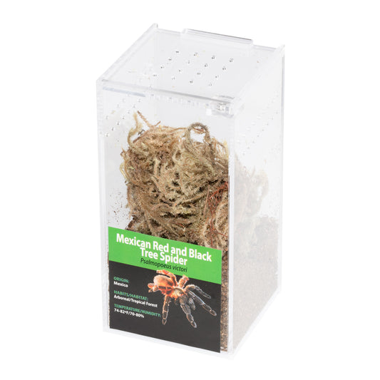 Tarantula - Psalmopoeus victori - Mexican Red And Black Tree Spider - GNG - Unsexed