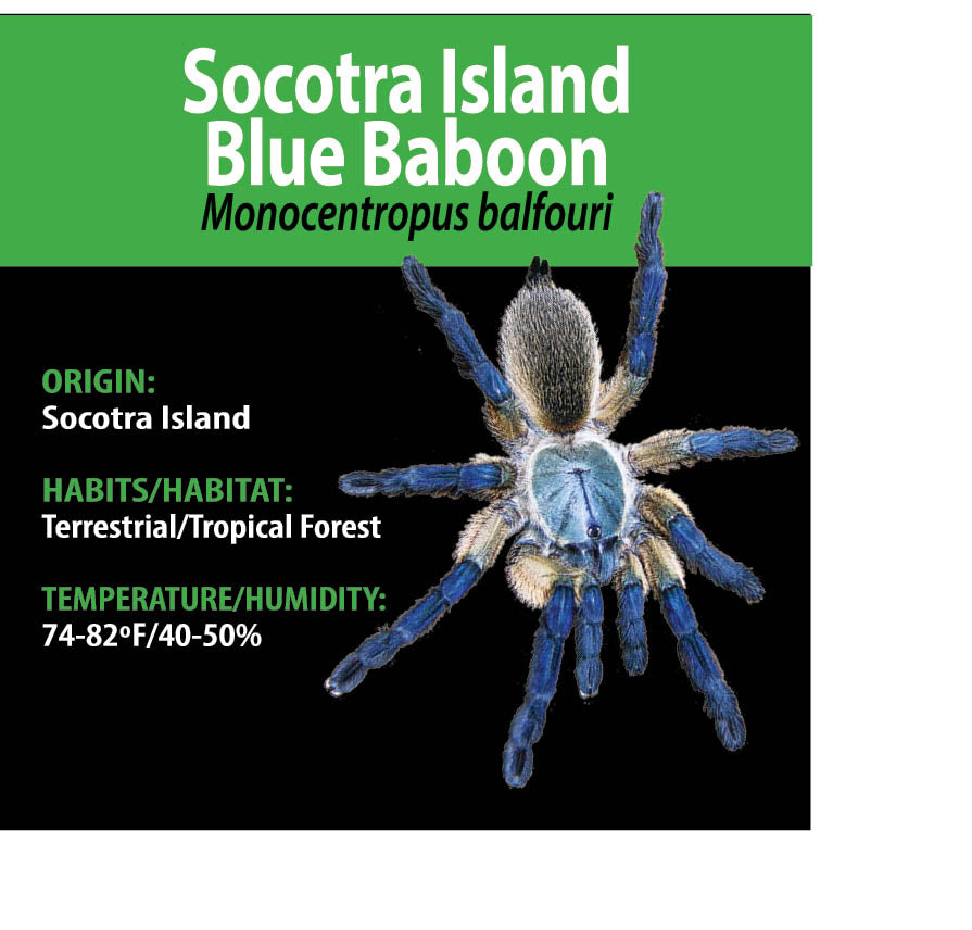 Tarantula - Monocentropus balfouri - Socotra Island Blue Baboon - GNG