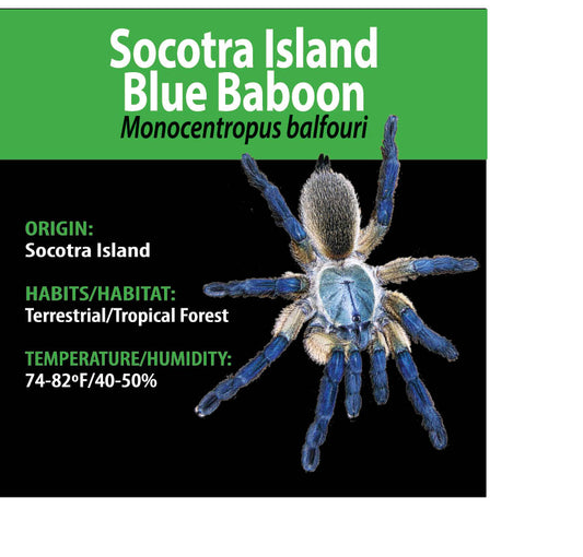 Tarantula - Monocentropus balfouri - Socotra Island Blue Baboon - GNG