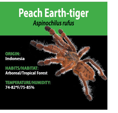 Aspinochilus rufus - Peach Earth-Tiger