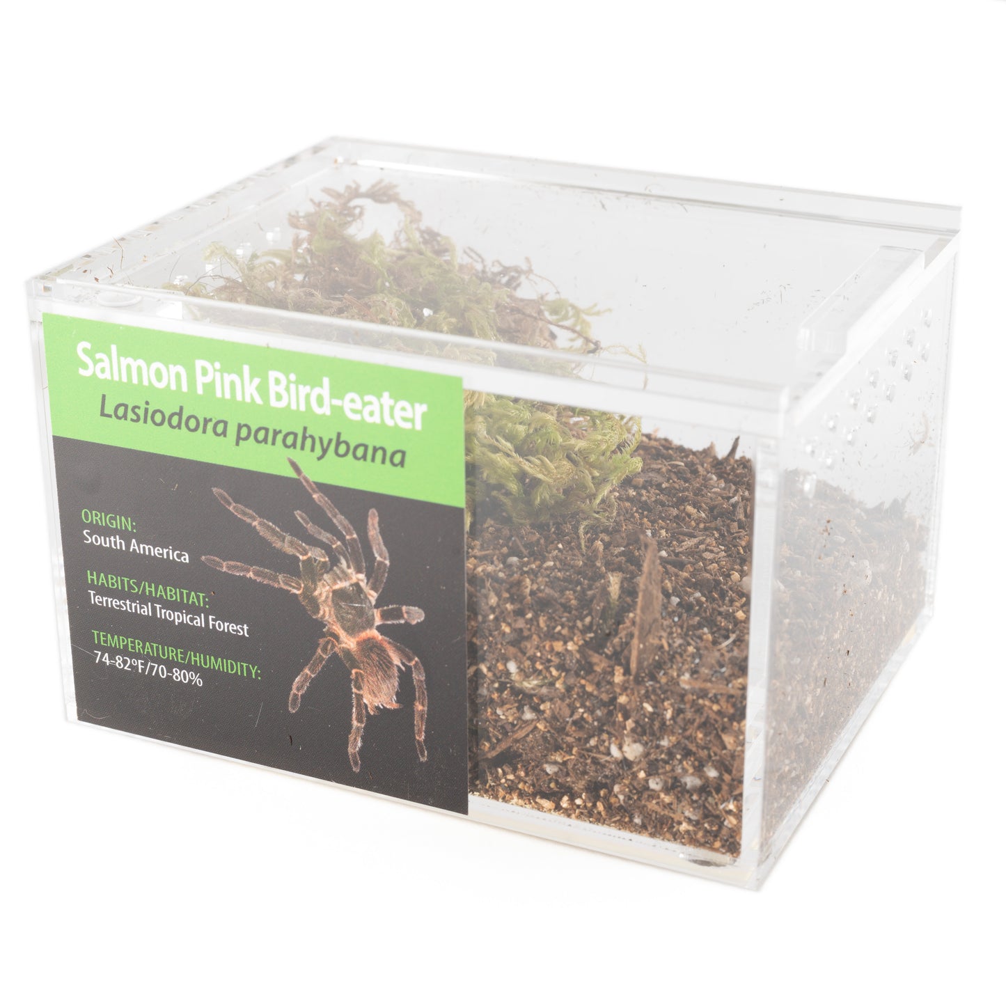 Tarantula - Lasiodora parahybana - Salmon Pink Bird-eater - GNG