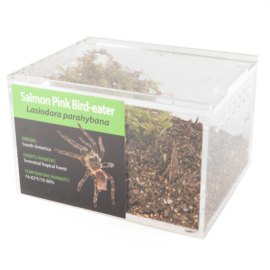 Tarantula - Lasiodora parahybana - Salmon Pink Bird-eater - GNG