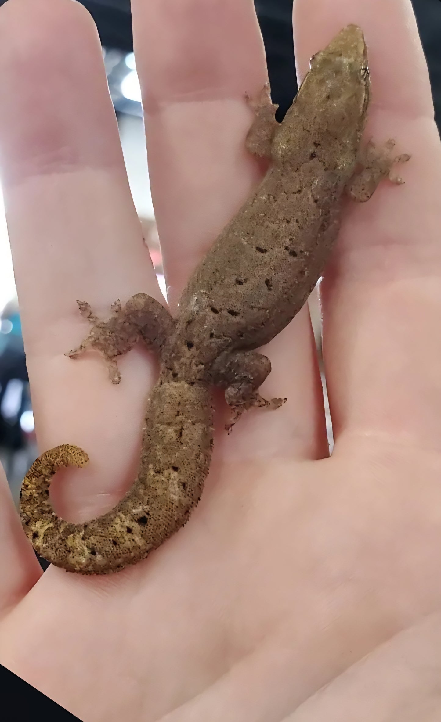 Other Geckos - Mourning Gecko - "Philippine Giant"
