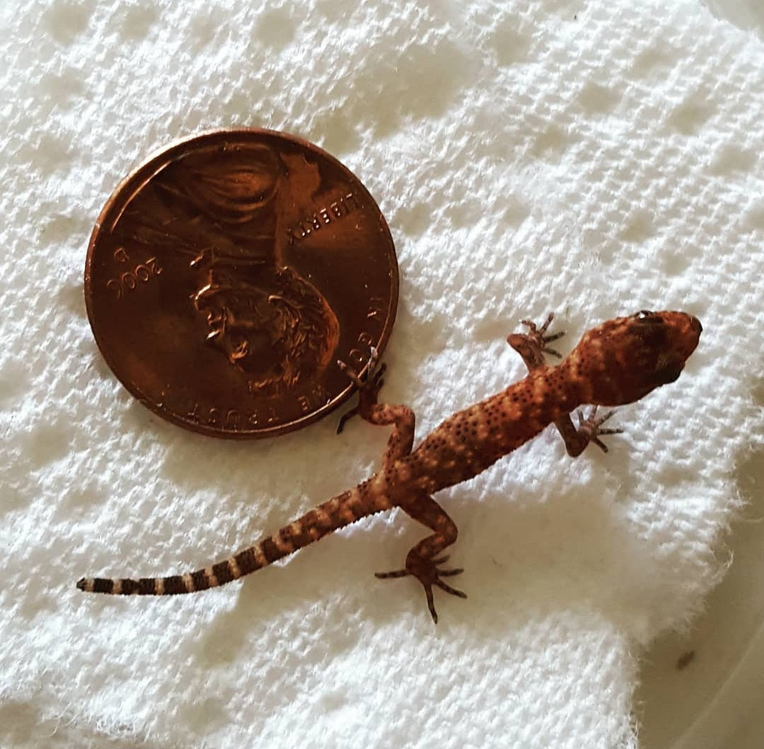 Self Cloning Geckos - Binoei Gecko