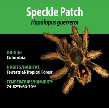 Tarantula - H. guerreroi Speckle Patch Tarantula - Unsexed