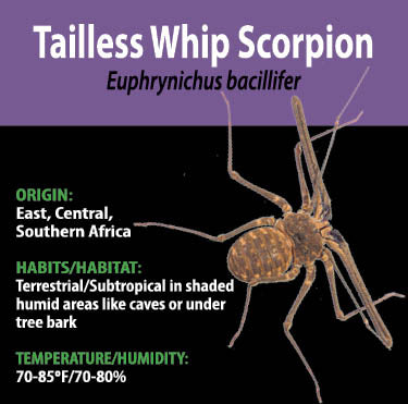 Invertebrate - Euphrynichus bacillifer - Tailless Whip Scorpion - GNG