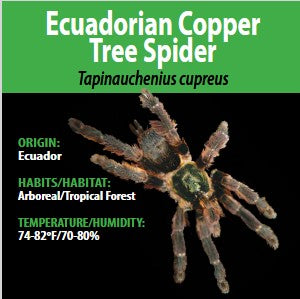 Tarantula - Tapinauchenius cupreus - Ecuador Copper Tree Spider - Unsexed