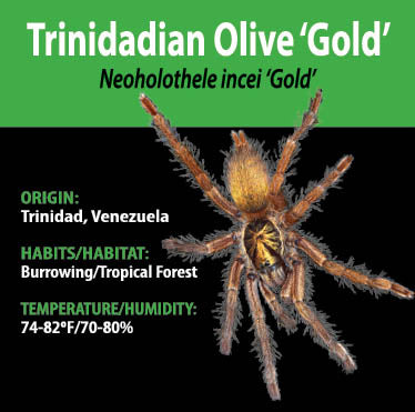 Tarantula - Neoholothele incei 'Gold' - Trinidadian Olive ‘Gold’ - GNG