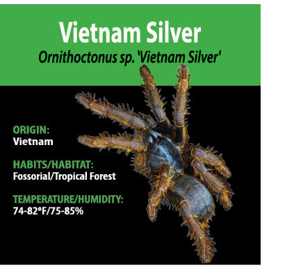 Tarantula - Ornithoctoninae "Vietnam Silver" Tarantula - Unsexed