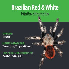 Tarantula - Vitalius chromatus - Brazilian Red And White - GNG